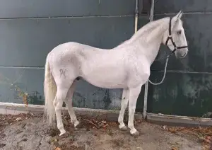 caballo lusitano