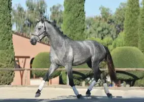 Espectacular caballo de Pura Raza Española (PRE) nacido en 2022