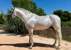 Semental PRE libre de piro en venta