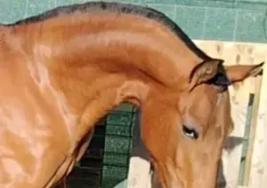 Potra PRE con gen 🧬 de isabelo