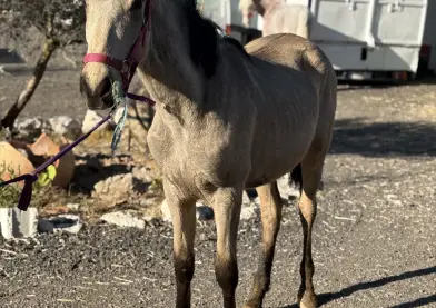EN VENTA potro bayo