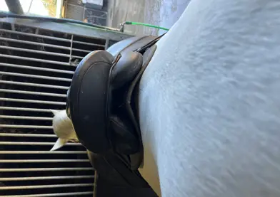 Se vende montura de doma clásica