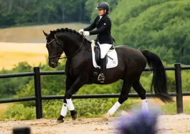 Graded 8 point Stallion