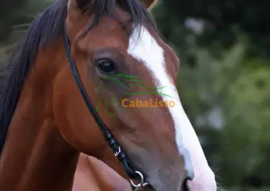 En venta potro psi excelentes origenes