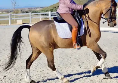 Caballo Hispano árabe de Capricho