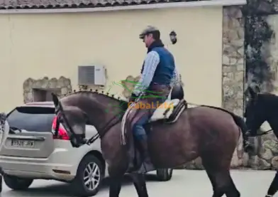 Potra arreglada en vaquera con 1.66 hispanorabe con carta hierro de clemente torda vinosa y amparando haciendo acoso y derribo