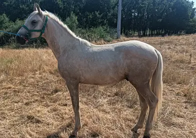 Se vende o se cambia potro cremello
