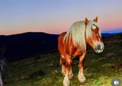 Hispano Bretón potro excelente