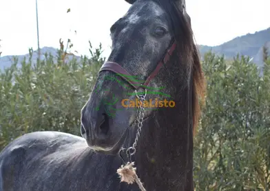 Increíble yegua 4 años