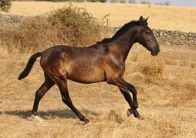 PRE negro . Solitario de Mesa II