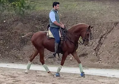 Caballo anglo árabe