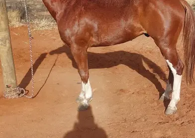 Caballo 3años y medio entero 22 puntos